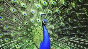 The First Peacock